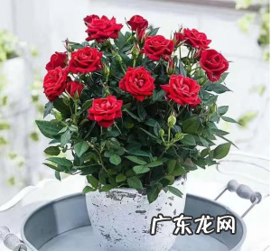 月季和玫瑰的区别,教你如何识别花