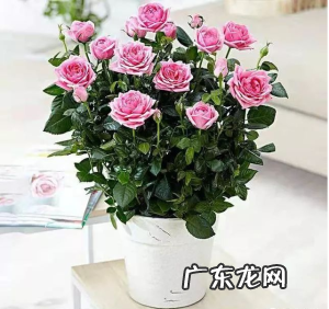 月季和玫瑰的区别,教你如何识别花