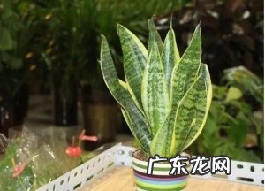 虎皮兰的养殖方法和注意事项是什么?你是怎样养虎皮兰的?