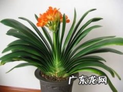 君子兰的养殖方法和注意事项有哪些？