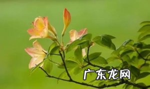 杜鹃花盆栽的养殖方法和注意事项,你知道吗?