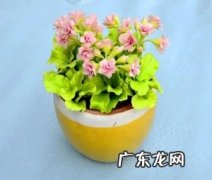 长寿花的养殖以下方法与注意事项，手把手教你们怎么养护！