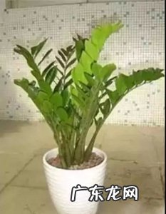 养金钱树能活多久?金钱树的养殖方法和注意事项