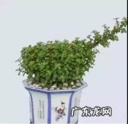 金枝玉叶 马齿苋树的养殖方法和注意事项