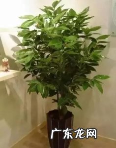 平安树的养殖方法+注意事项