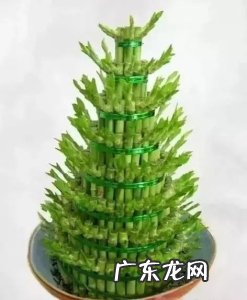 富贵竹怎么养?富贵竹的养殖方法和注意事项是什么?