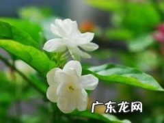茉莉花怎么养 茉莉花的养殖方法和注意事项