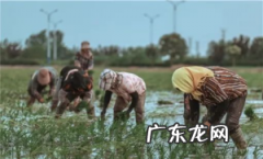 三农指的是哪三农服务?三农政策指的是什么?