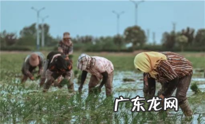 三农指的是哪三农服务?三农政策指的是什么?