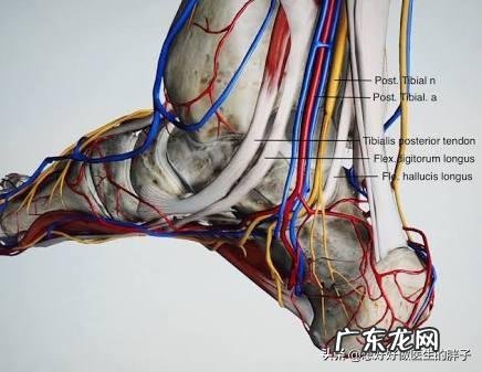 请问网友双腿骨折以后三个月下地活动腿部肿胀正常吗?谢谢?