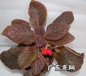 每天一两小时的光照就能开花的喜荫花，没想到品种这么多