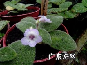 每天一两小时的光照就能开花的喜荫花，没想到品种这么多