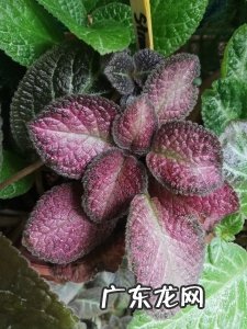 每天一两小时的光照就能开花的喜荫花，没想到品种这么多