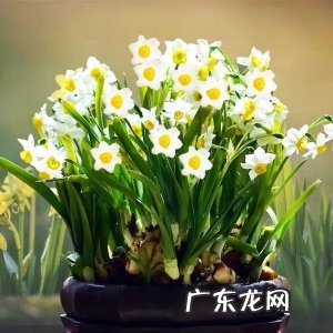 人养花、花也养人,家养10种花,清新空气、美化环境,越养越健康!