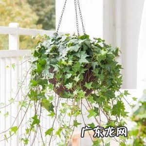 人养花、花也养人,家养10种花,清新空气、美化环境,越养越健康!