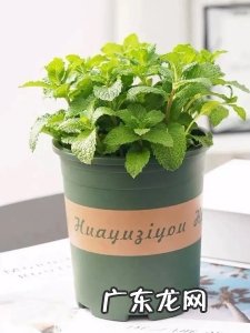 人养花、花也养人,家养10种花,清新空气、美化环境,越养越健康!