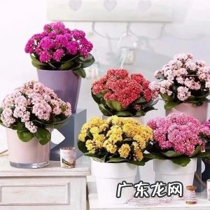 人养花、花也养人,家养10种花,清新空气、美化环境,越养越健康!