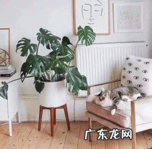 人养花、花也养人,家养10种花,清新空气、美化环境,越养越健康!