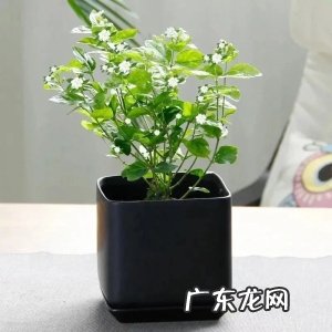 人养花、花也养人,家养10种花,清新空气、美化环境,越养越健康!