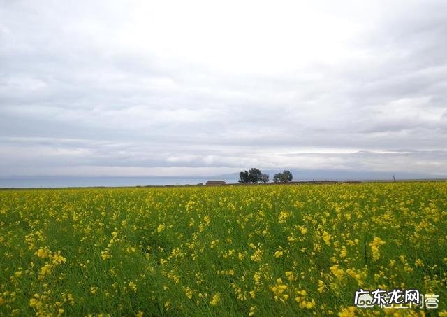 几月份去青海湖最好?为什么? 去青海湖几月份最合适