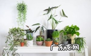 哪些绿植是有毒植物？哪些绿植不能养在室内？