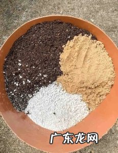 新手养多肉需要掌握的技巧