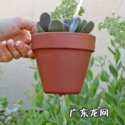 新手养多肉需要掌握的技巧