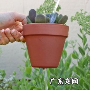 新手养多肉需要掌握的技巧