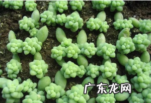多肉植物新玉缀怎么养？