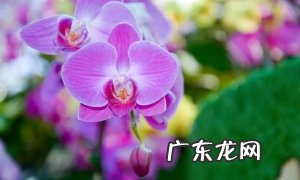 盆栽蝴蝶兰的养殖技巧