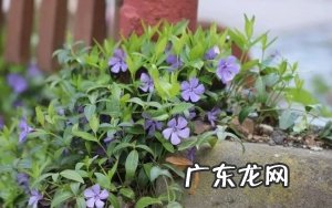 推荐4种耐半阴的室内吊盆花卉