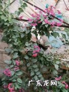 推荐4种耐半阴的室内吊盆花卉