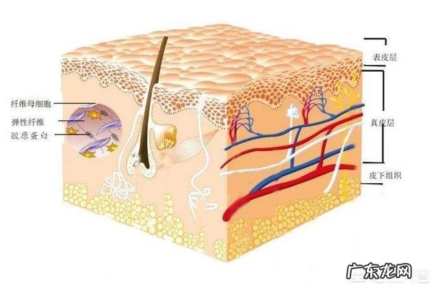 胶原蛋白类保健品真的有用吗?
