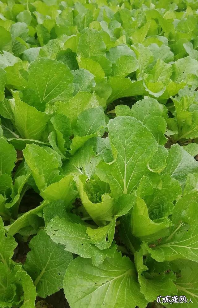 停课!关闭!跑路……机构散了,老师们咋办?