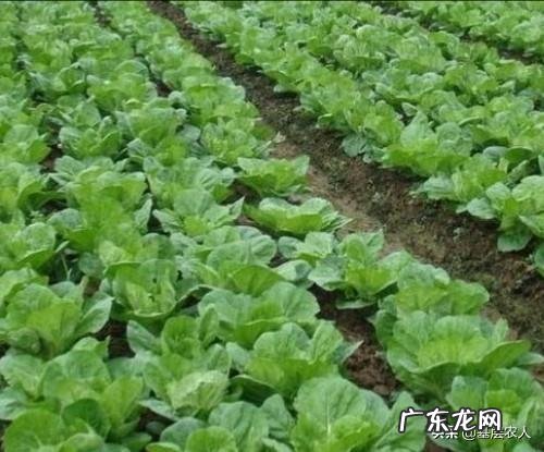 停课!关闭!跑路……机构散了,老师们咋办?