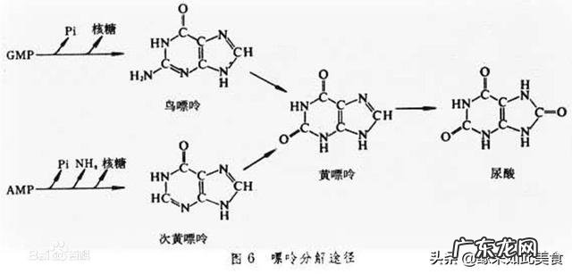 低嘌呤减肥食物有哪些,日常怎么吃?