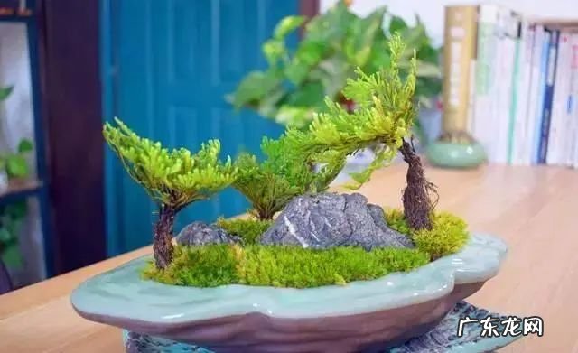 “还魂草”是什么?别看它不起眼,挖回来种有大用处。