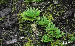 “还魂草”是什么？别看它不起眼，挖回来种有大用处。