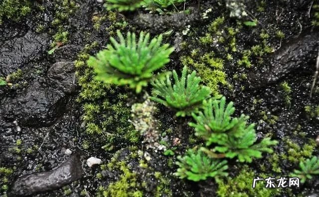 “还魂草”是什么?别看它不起眼,挖回来种有大用处。