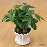 俗话说“客厅有树，十有九富”！6种树，客厅养一盆，吉利有贵气