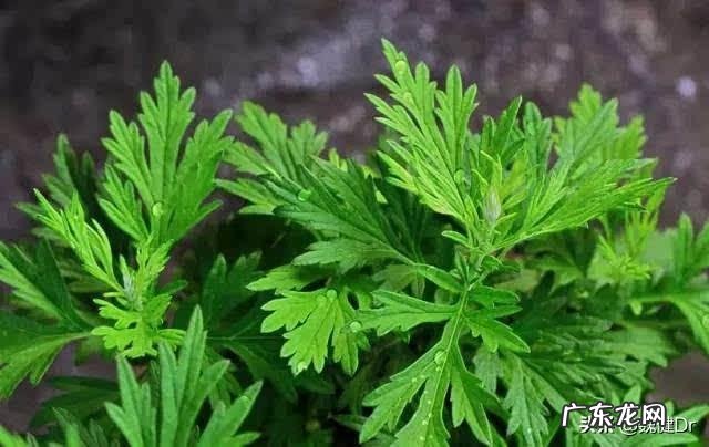 痛风患者能用艾叶泡脚吗? 艾叶zhi痛风最快法