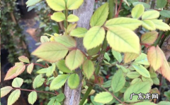 月季叶片出现大面积嫩黄是什么原因造成的？