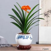 君子兰叶片油绿不开花，其中有3个“关键”，做错一个都不会开花