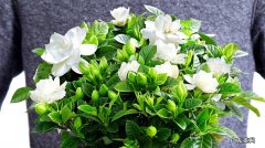 栀子花是几月份开花？