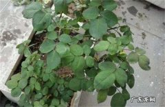 养的月季只长枝叶却不开花，关键原因都给你整理出来了