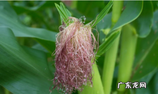 什么植物泡水喝可以降血压？