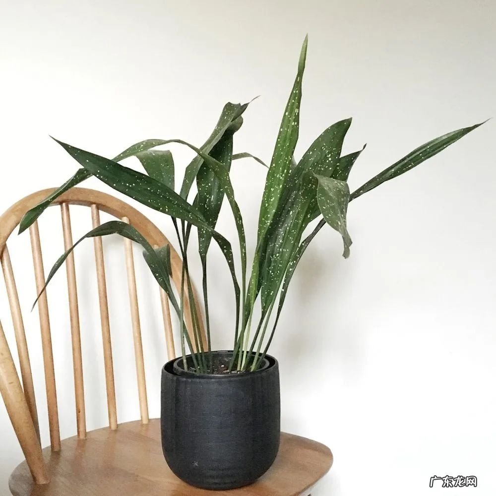 室内适合养这7种斑斓的盆栽植物,不比户外开花植物差,适合新手