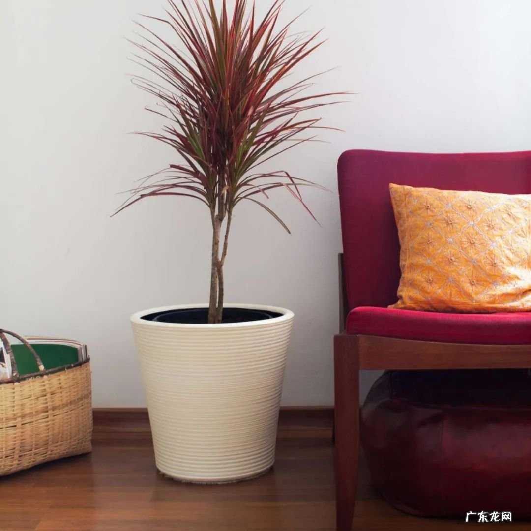 室内适合养这7种斑斓的盆栽植物,不比户外开花植物差,适合新手