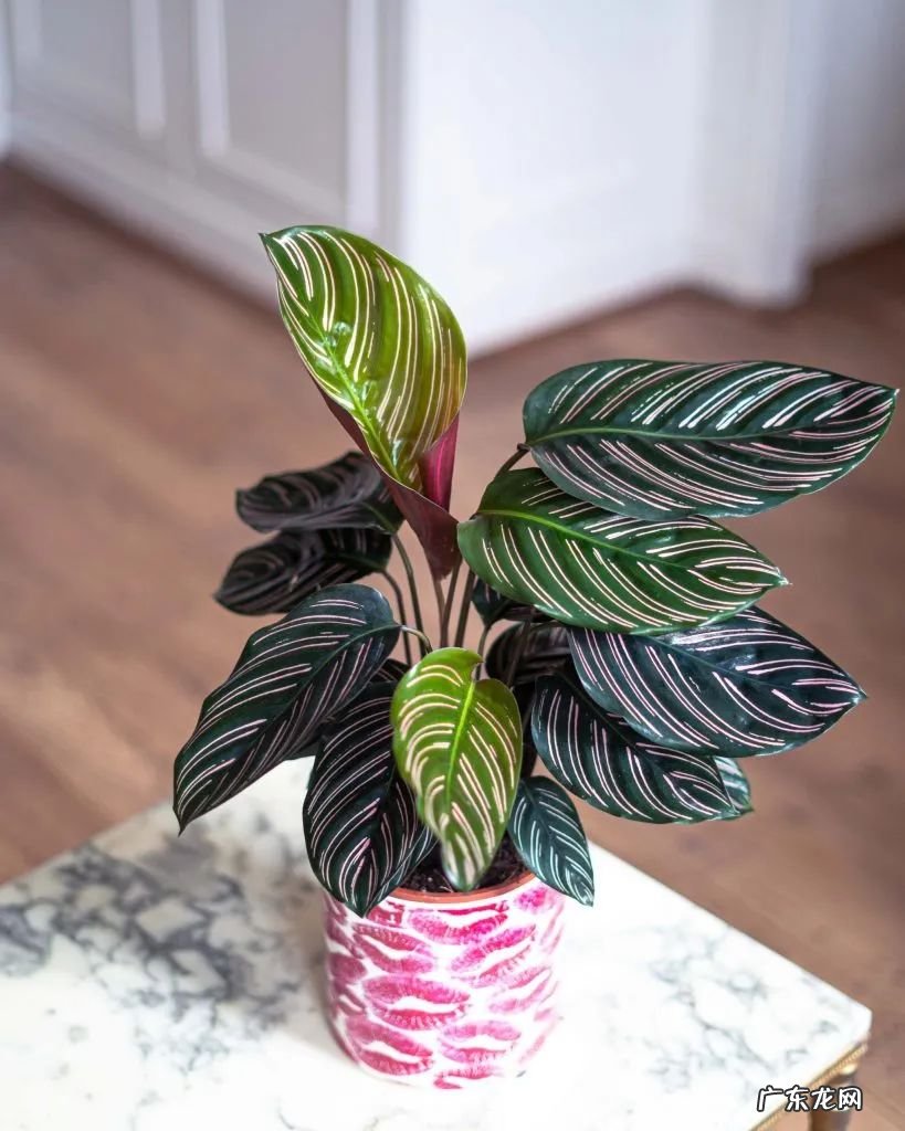室内适合养这7种斑斓的盆栽植物,不比户外开花植物差,适合新手