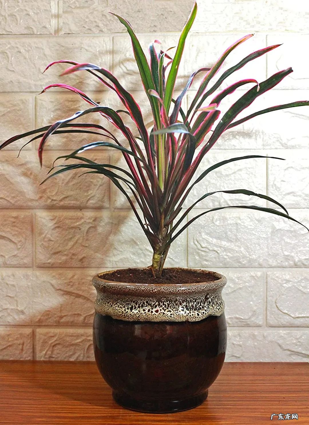 室内适合养这7种斑斓的盆栽植物,不比户外开花植物差,适合新手